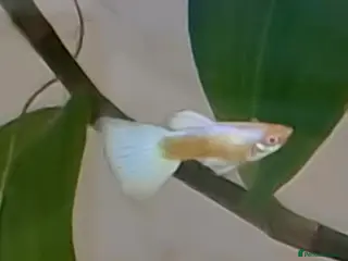 Bettas fish topaz guppies albino mix - Advert 2