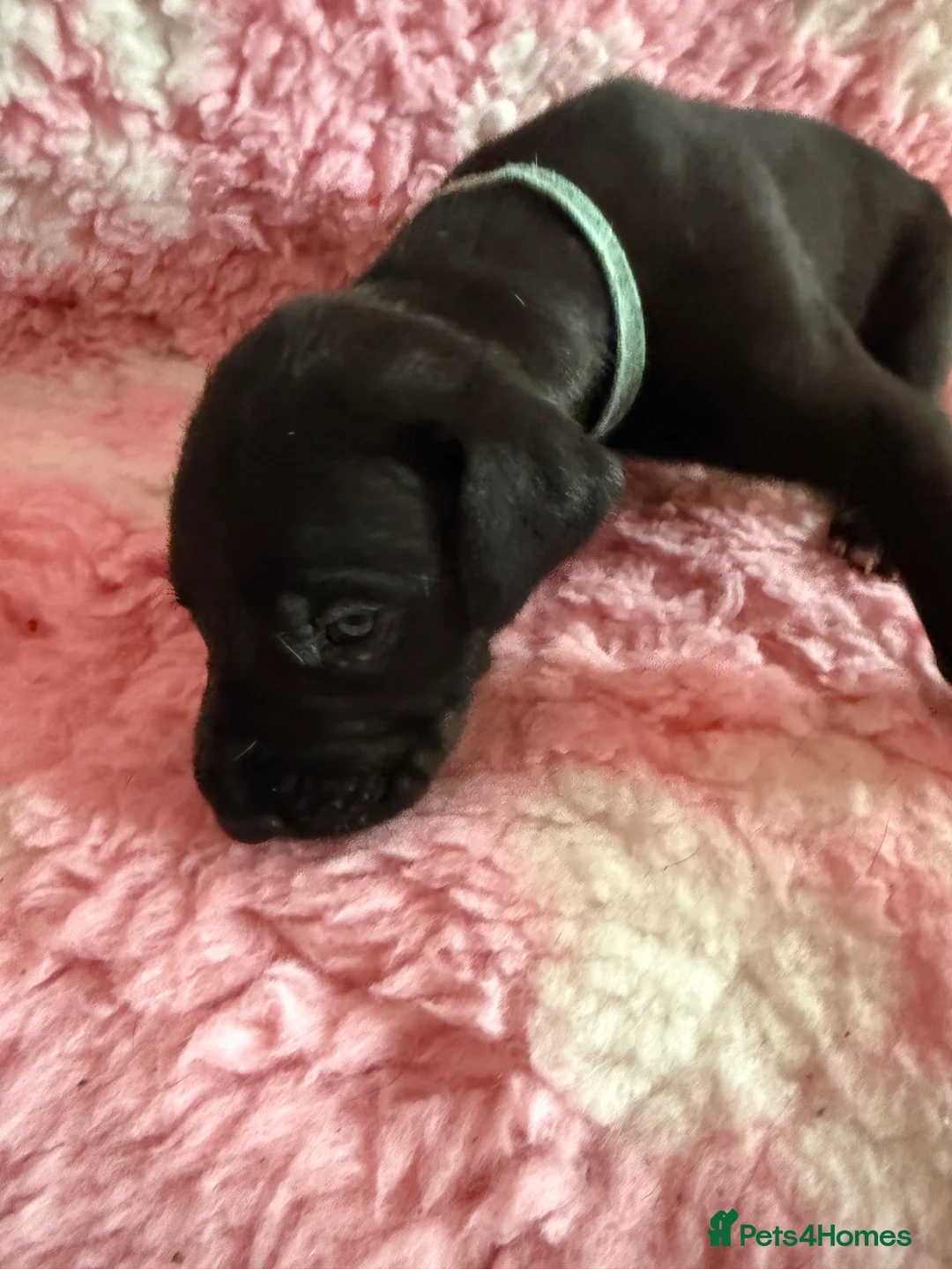 Great Dane dogs for sale: Stunning pure bred Great Dane puppies in St. Ives - Advert 4