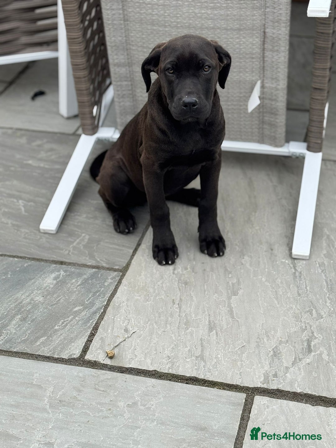 Cane Corso dogs for sale: Cane corso girl pup FULLY VACCINATED  - Image 5