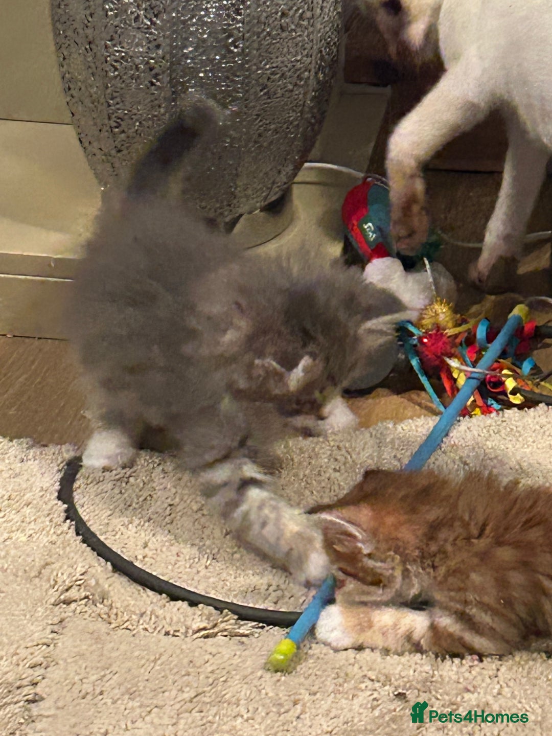 Siberian cats for sale: Siberian GCCF. kittens no hidden cost ready 6 oct  - Image 13