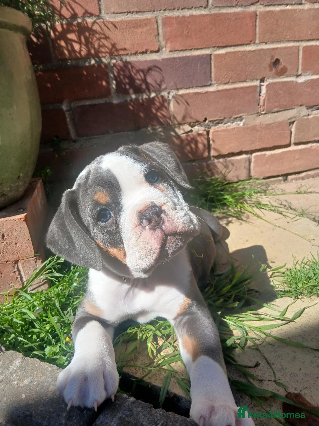 Old Tyme Bulldog dogs for sale: Jax, Old tyme English bulldog. 7 months in Stratford-upon-Avon - Advert 4