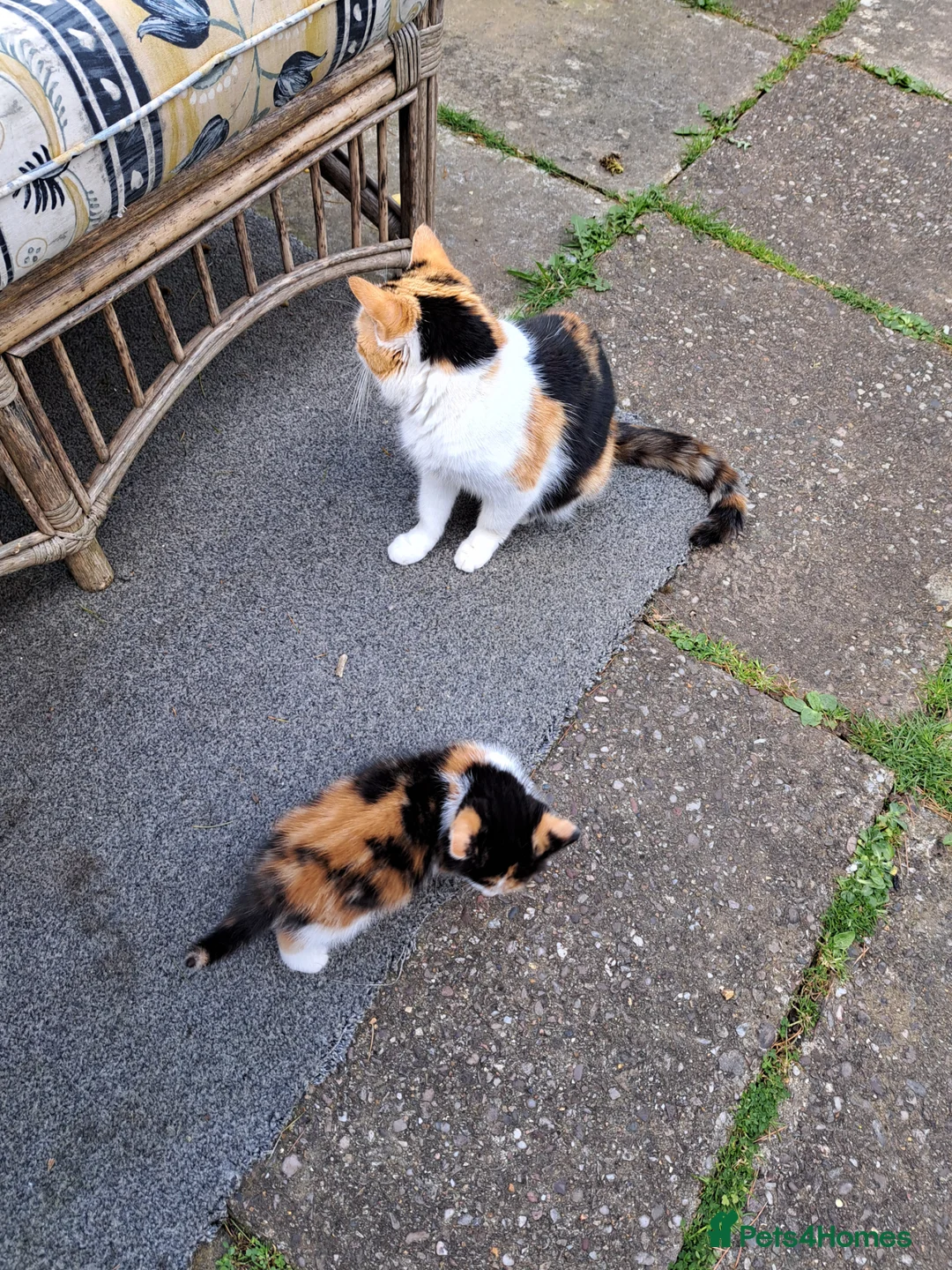 Mixed Breed cats for sale: 3 kittens for sale in Northampton - Advert 3
