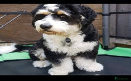 Bernedoodle dogs for sale: Mini Bernedoodle **waiting list** - Image 8