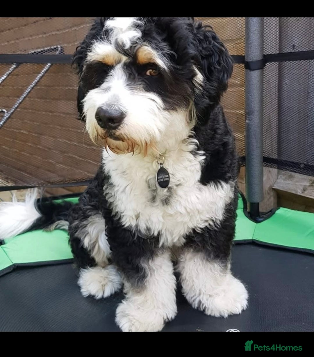 Bernedoodle dogs for sale: Mini Bernedoodle **waiting list** - Image 8