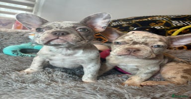 French Bulldog dogs - Advert 8