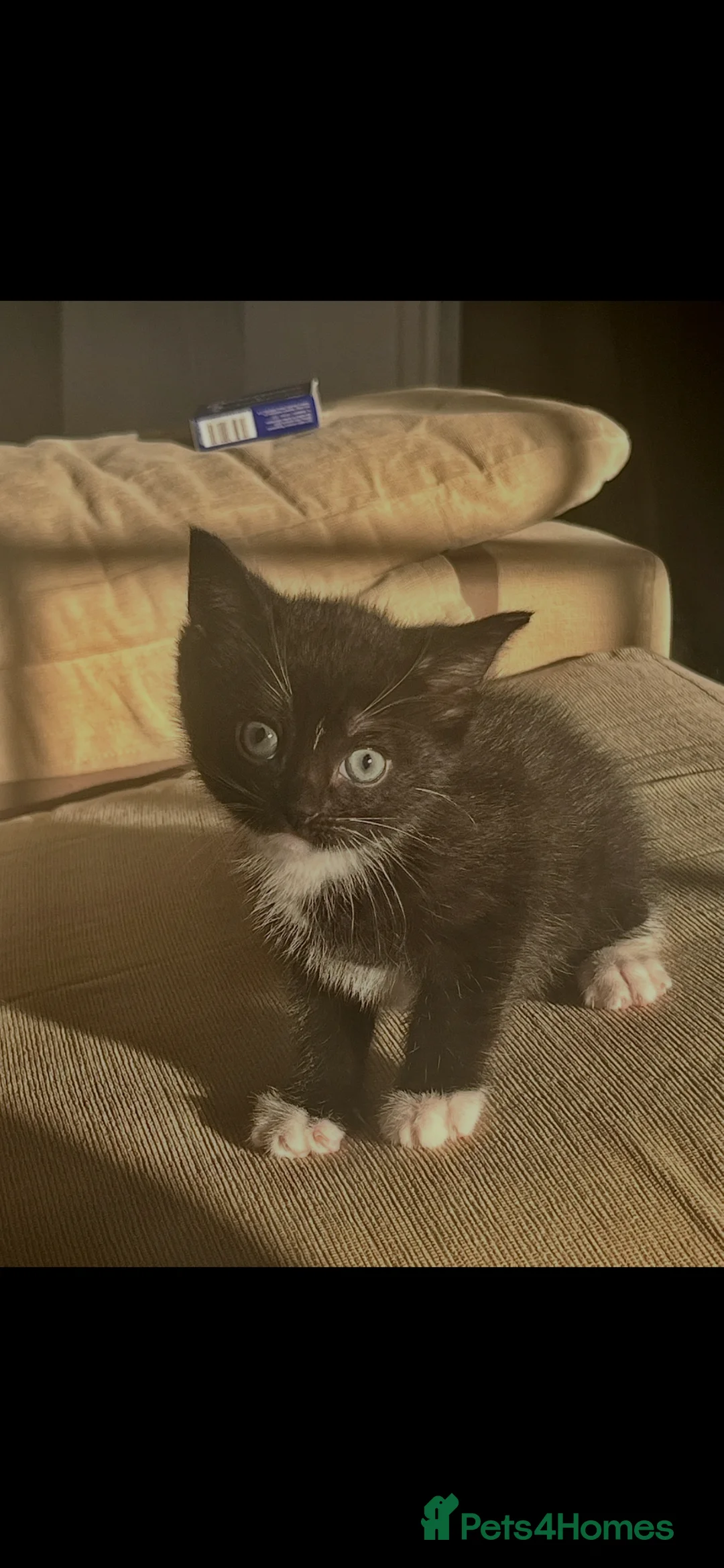 British Shorthair cats for sale: female in Birkenhead - Advert 1