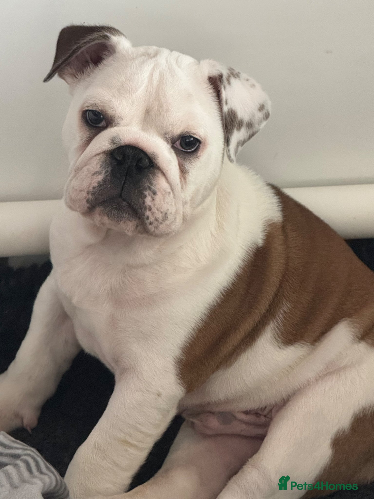 English Bulldog dogs KC REG Red/White 2 BOYS  READY TO GO!!!!   - Advert 2