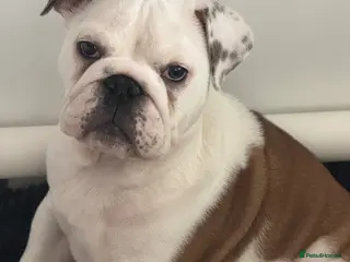 English Bulldog dogs KC REG Red/White 2 BOYS READY TO GO!!!! - Advert 4