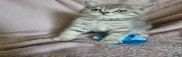British Shorthair cats for sale: TICA BLUE AND BLUE GOLDEN FEMALES - Advert 3