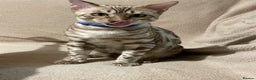 Bengal cats for sale:  Beautiful Bengals able to leave. - Advert 37