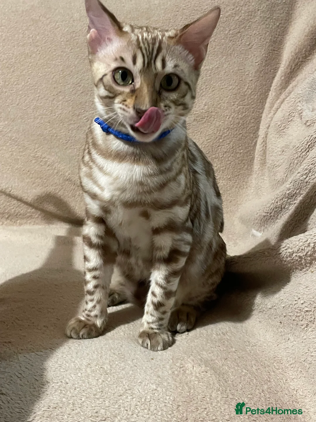 Bengal cats for sale:  Beautiful Bengals able to leave. - Advert 37
