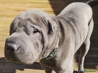 Shar Pei dogs Chinese Sharpei beautiful pet in Stratford-upon-Avon - Advert 10