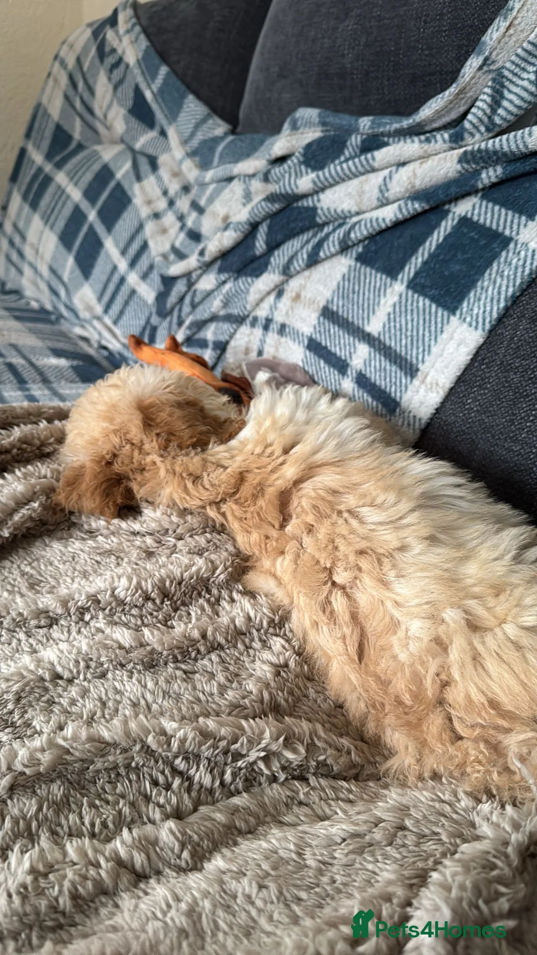 Cockapoo dogs for sale: 3 month old puppy - Advert 4