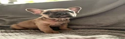 French Bulldog dogs for sale: French bulldogs  - Advert 10
