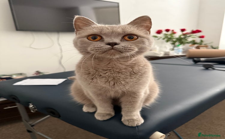 British Shorthair cats - Advert 1