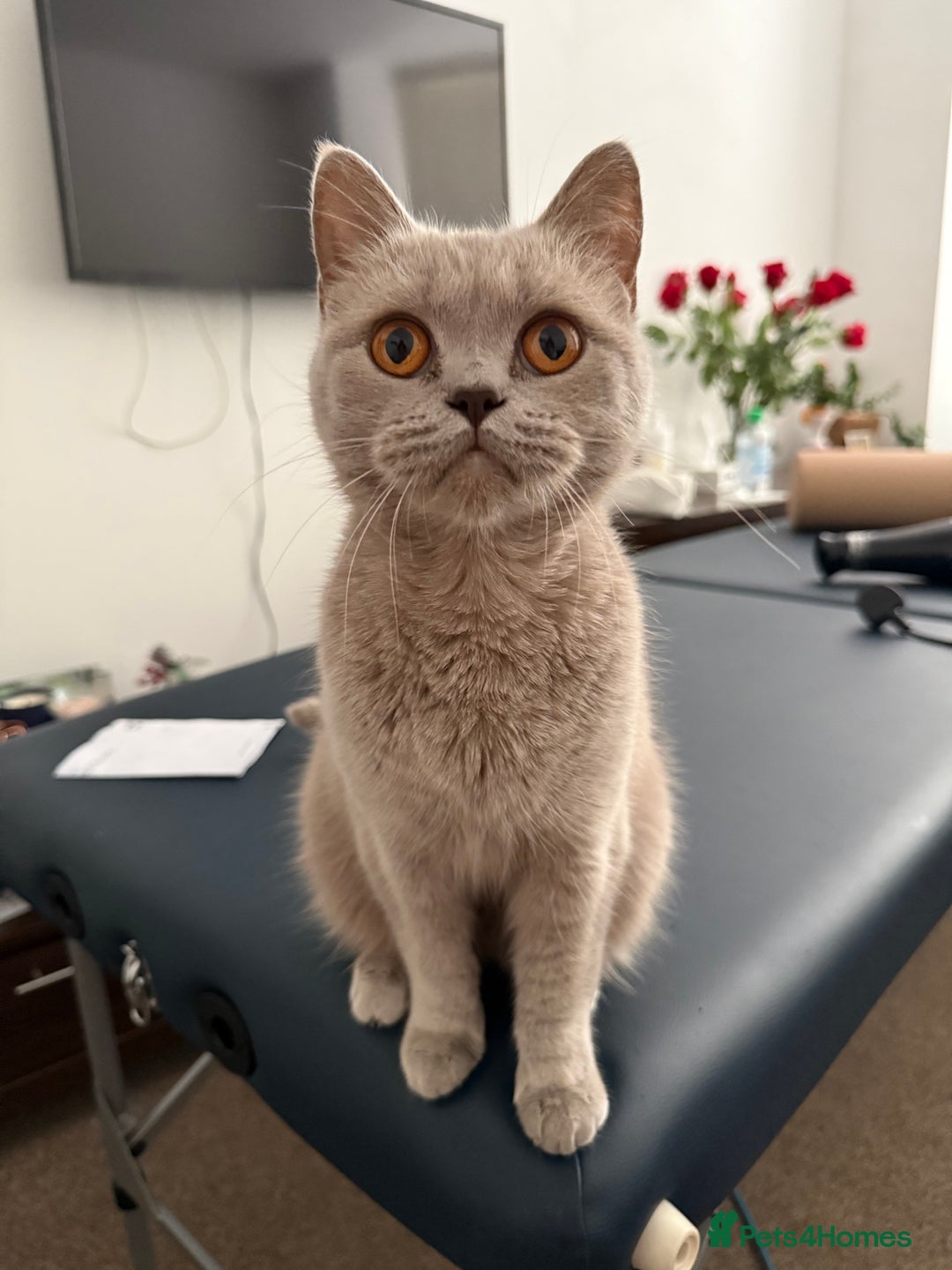 British Shorthair cats for sale: Beautiful British Shorthair Girl 2 Years Old - Image 1