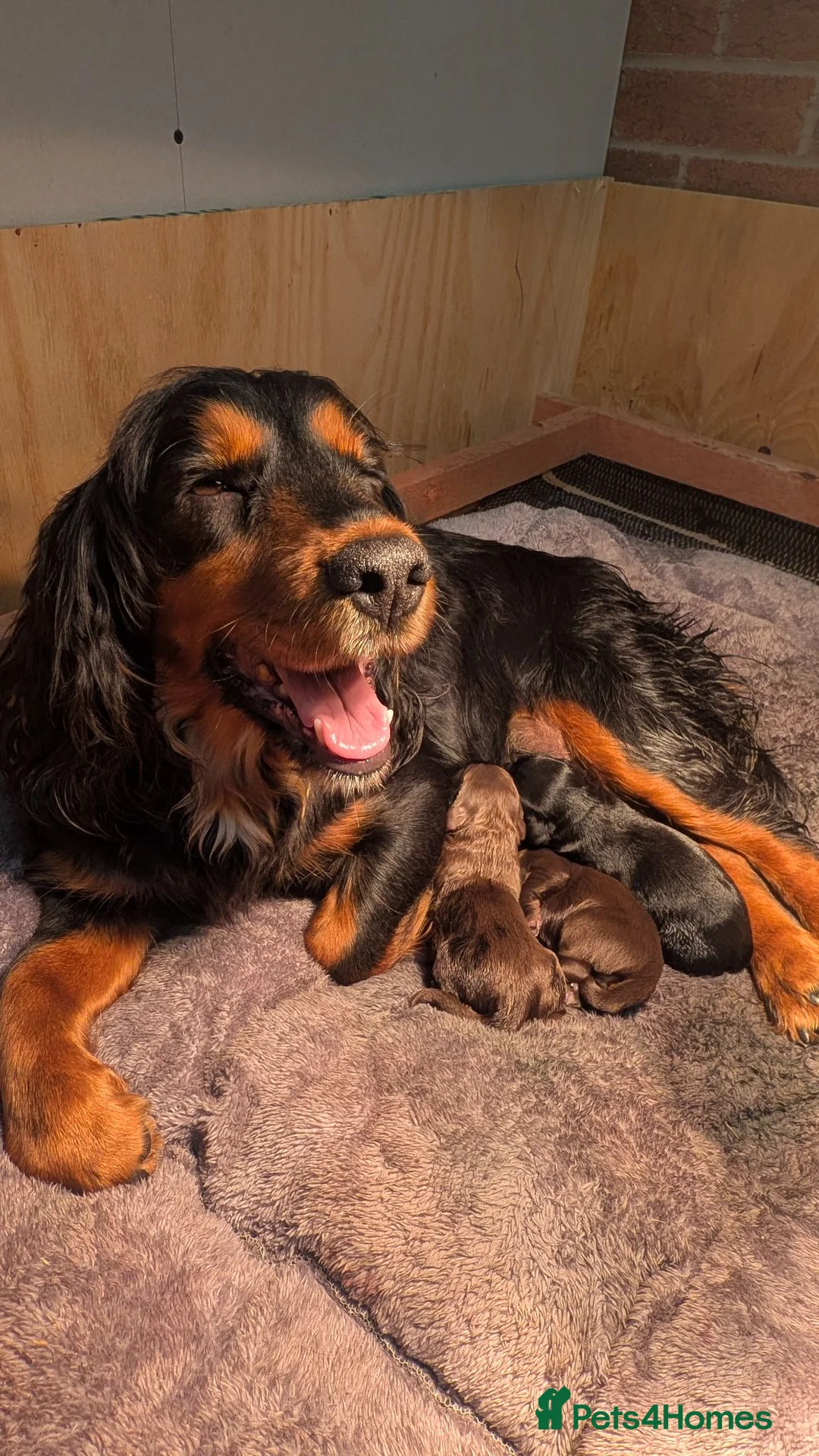 Cocker Spaniel dogs for sale: KC working cocker spaniel - 1 black dog left in Leicester - Advert 1