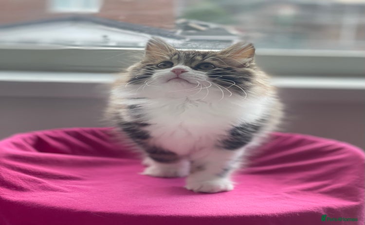 Kurilian Bobtail cats - Advert 1