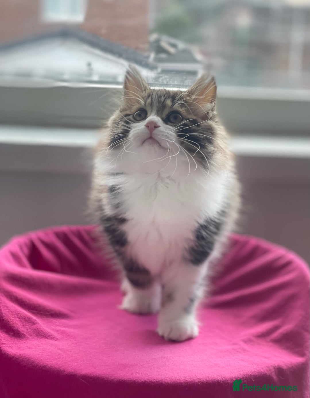 Kurilian Bobtail cats for sale: Reserved Kurilian Bobtail  kitten in spring  - Advert 9