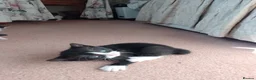 Mixed Breed cats for sale: Kittens from loving country cottage home - Advert 9