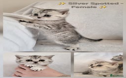 British Shorthair cats for sale: ✨ Gorgeous Pedigree Kittens – 3 Beautiful Girls✨ - Image 2