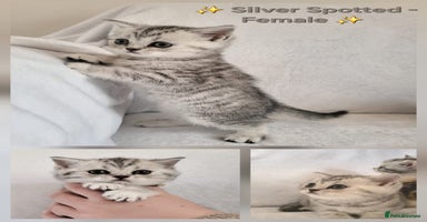 British Shorthair cats - Advert 11