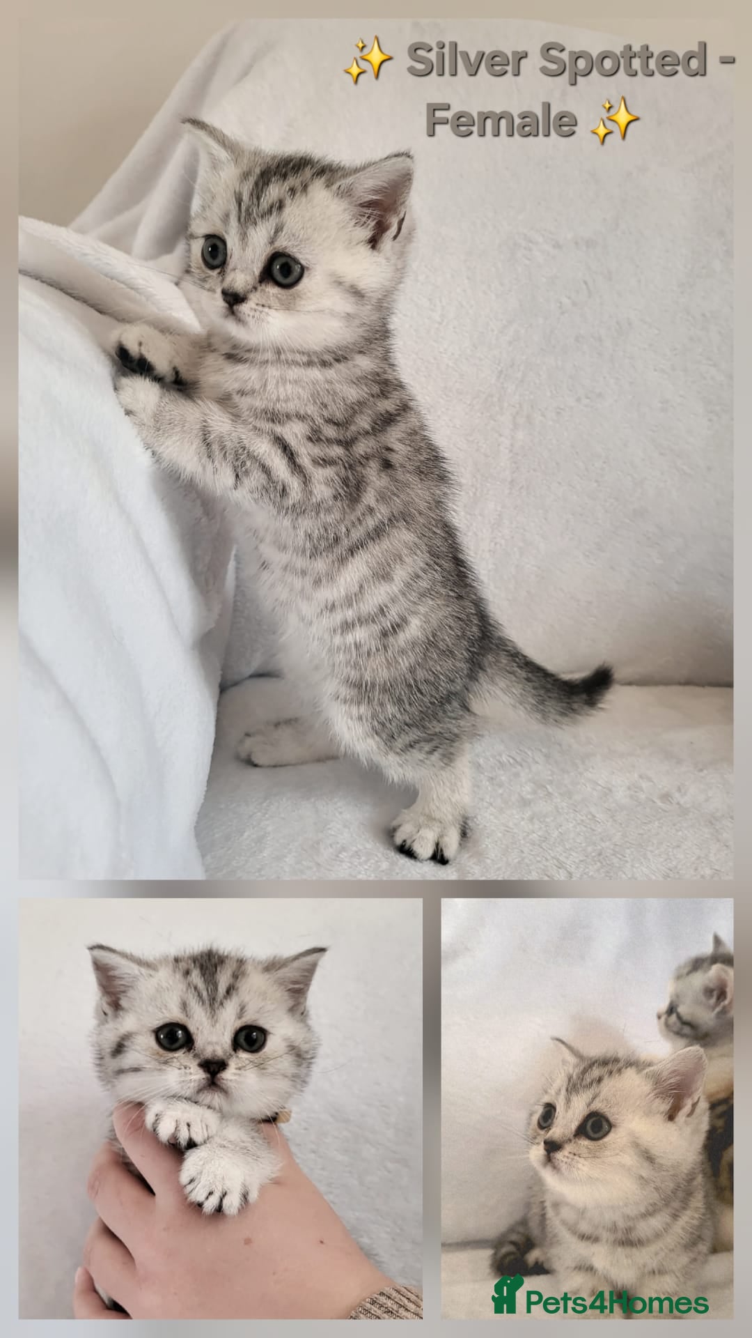 British Shorthair cats for sale: ✨ Gorgeous Pedigree Kittens – 3 Beautiful Girls✨ - Image 2