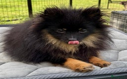 Pomeranian dogs for adoption: Brownie: The Tiny Soul Who Refused to Be Broken - Image 10