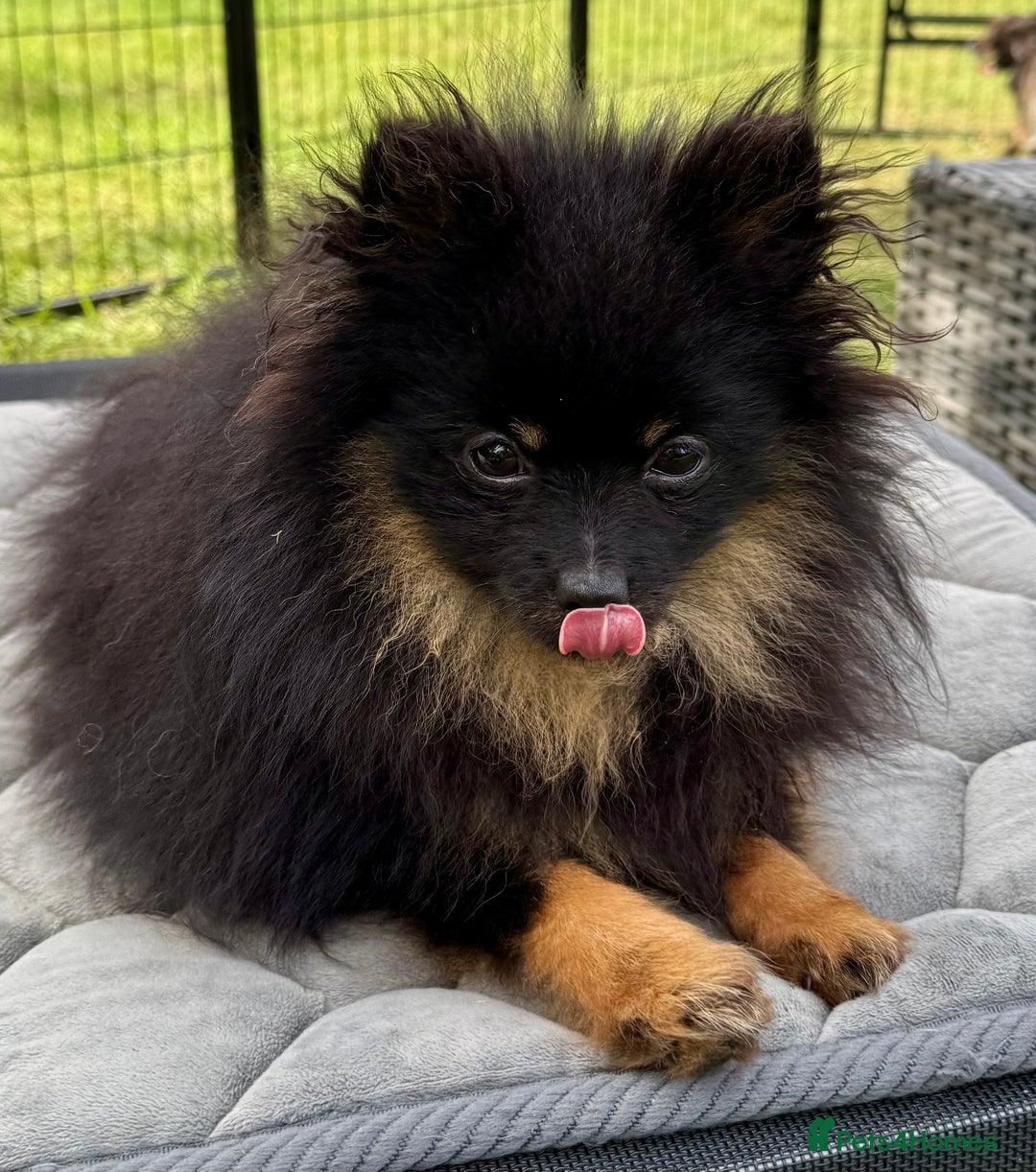 Pomeranian dogs for adoption: Brownie: The Tiny Soul Who Refused to Be Broken - Image 10