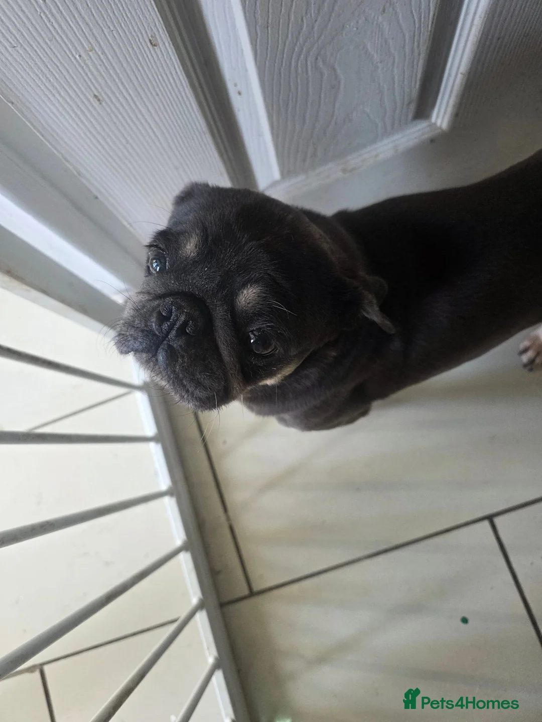 Pug dogs for sale: Pug Puppies - Advert 2
