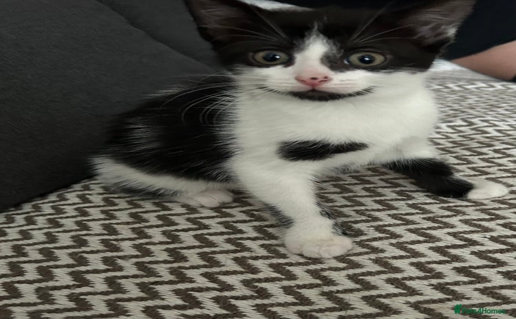 Mixed Breed cats - Advert 4