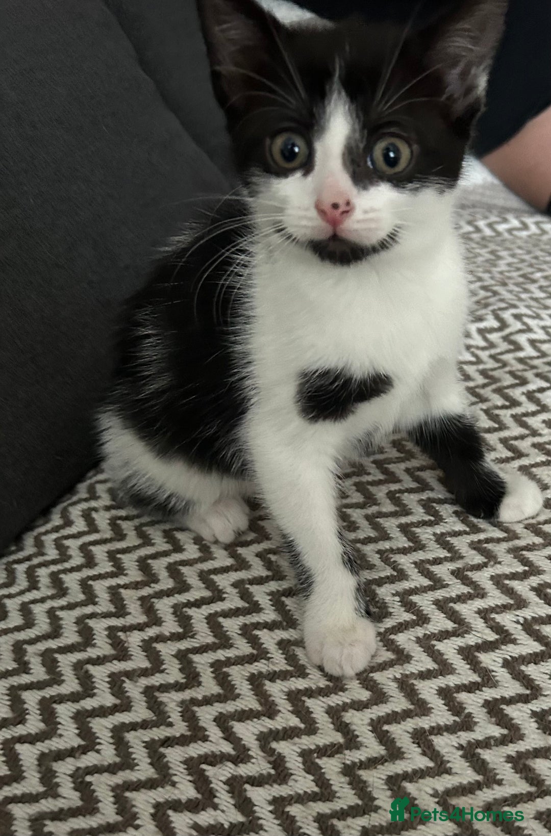 Mixed Breed cats for sale: One girl left 🐱🩷 ready to go😊 - Image 1
