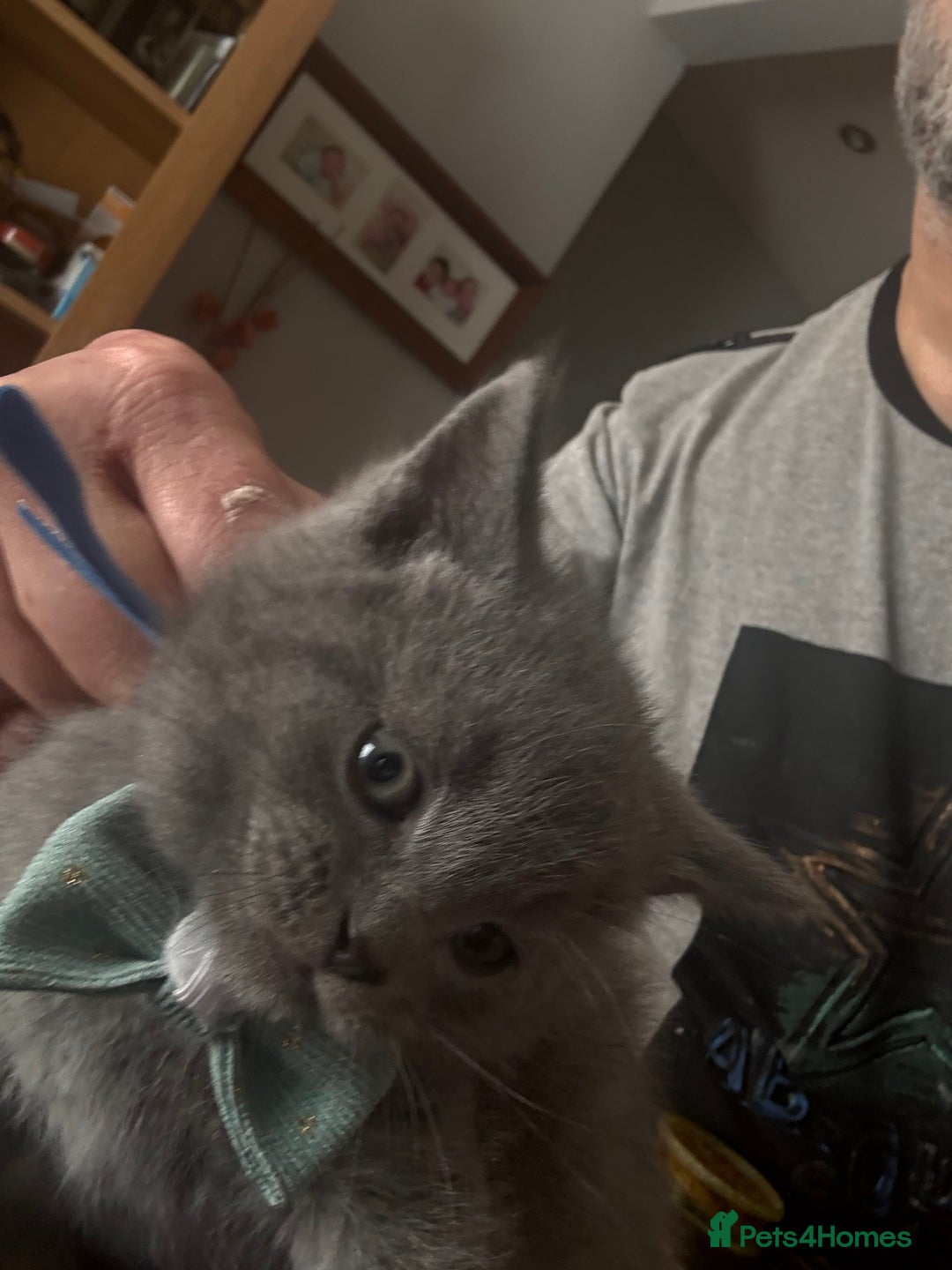 British Shorthair cats for sale: British Shorthair kittens  - Advert 12