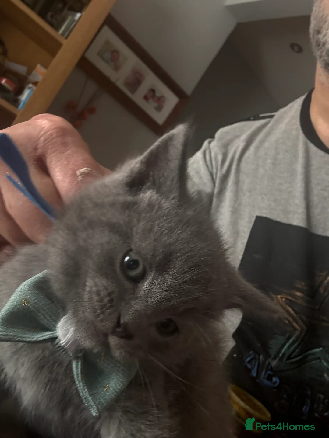 British Shorthair cats for sale: British Shorthair kittens  - Advert 25