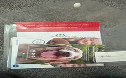 German Shepherd dogs for sale: German shepherd puppies  - Advert 6