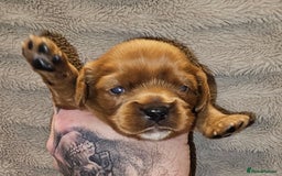 Cavalier King Charles Spaniel dogs for sale: Cavalier king charles spaniel puppies  - Advert 12