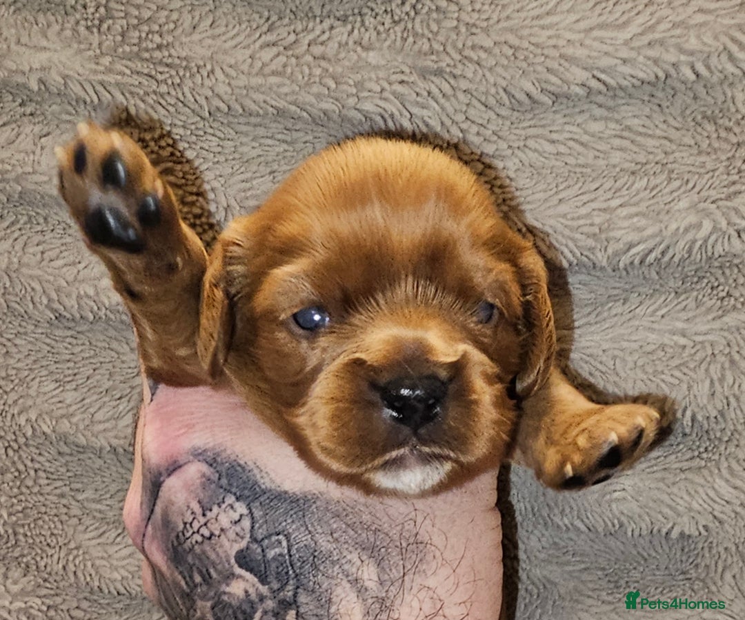 Cavalier King Charles Spaniel dogs for sale: Cavalier king charles spaniel puppies  - Advert 12
