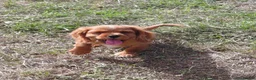 Cavalier King Charles Spaniel dogs for sale: 🐾 Beautiful Cockalier Puppies 🐾 - Advert 4