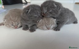 British Shorthair cats for sale: Beautiful BSH kittens- 1 boy remaining! REDUCED 🐾 - Image 15
