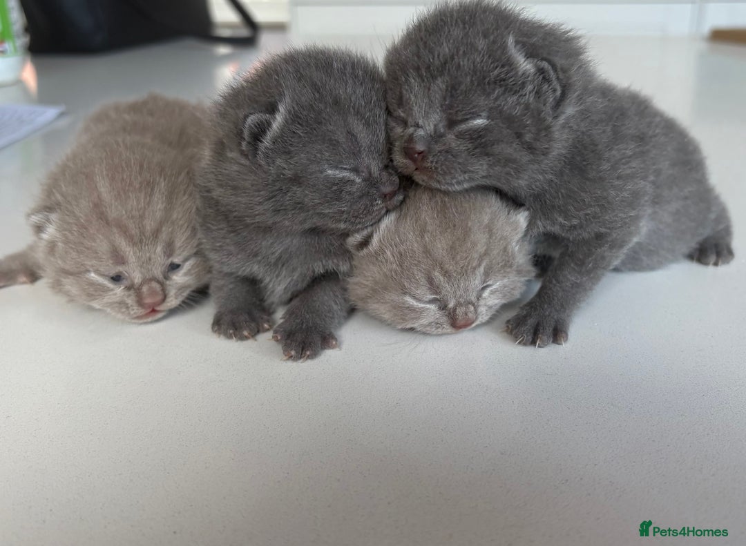 British Shorthair cats for sale: Beautiful BSH kittens- 1 boy remaining! REDUCED 🐾 - Image 15