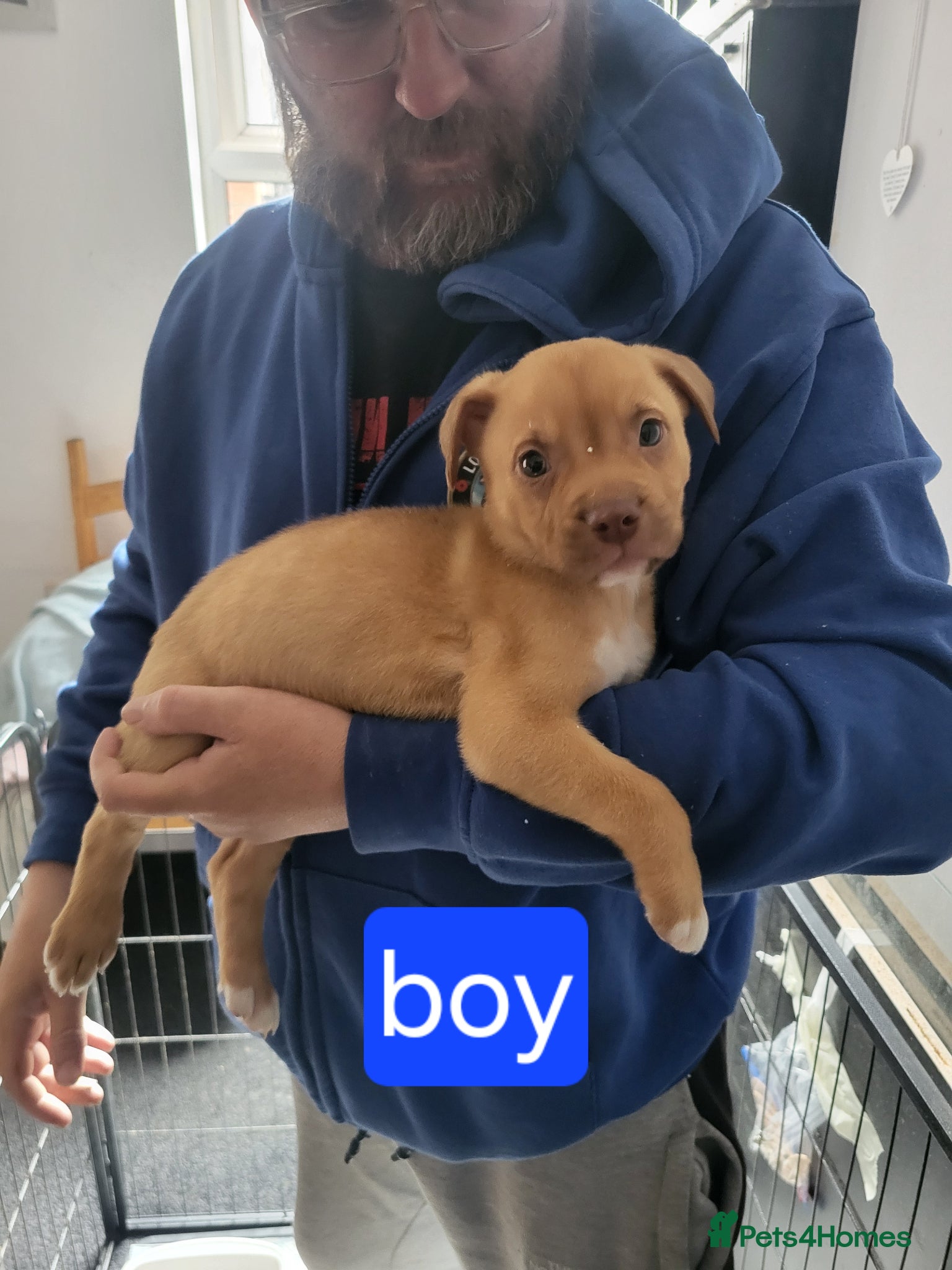 Mixed Breed dogs for sale: Akita x boardeaux  in Derby - Advert 6