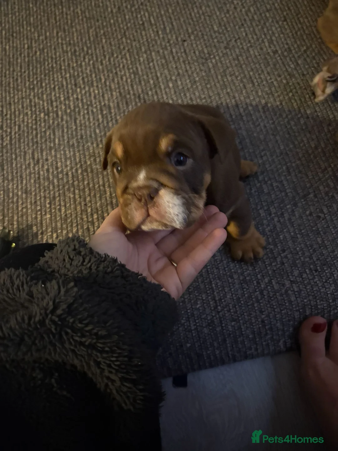 English Bulldog dogs for sale: English Bulldog puppies  - Advert 6