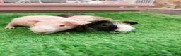 Guinea Pig rodents for sale: Bonded pair of female skinny pigs - Advert 3