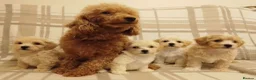 Maltipoo dogs for sale: Maltipoo puppies  - Advert 8