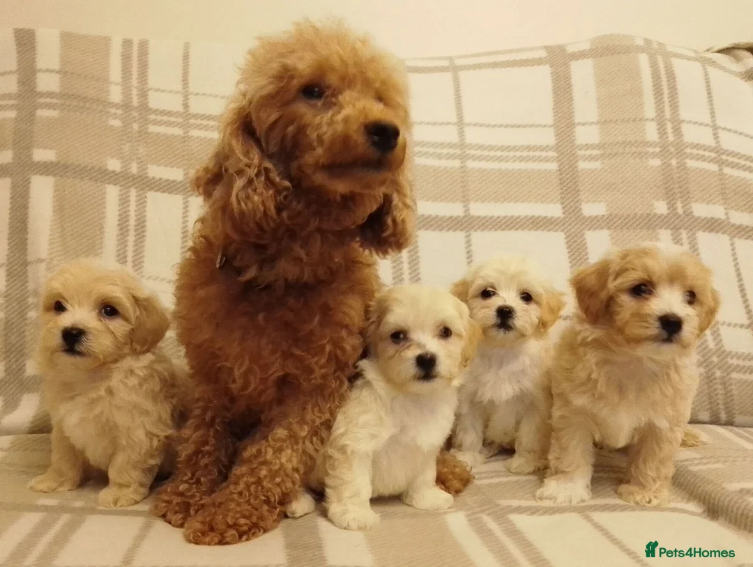 Maltipoo dogs for sale: Maltipoo puppies  - Advert 8