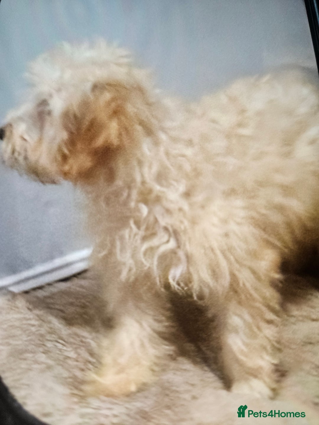 Cockapoo dogs for sale: Cockapoo - Advert 10