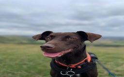 Mixed Breed dogs for adoption: Poppi chocolate Lab cross pointer - Advert 10