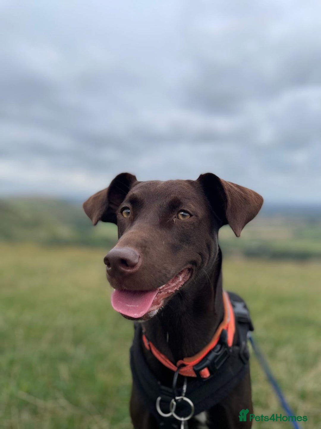 Mixed Breed dogs for adoption: Poppi chocolate Lab cross pointer - Advert 10