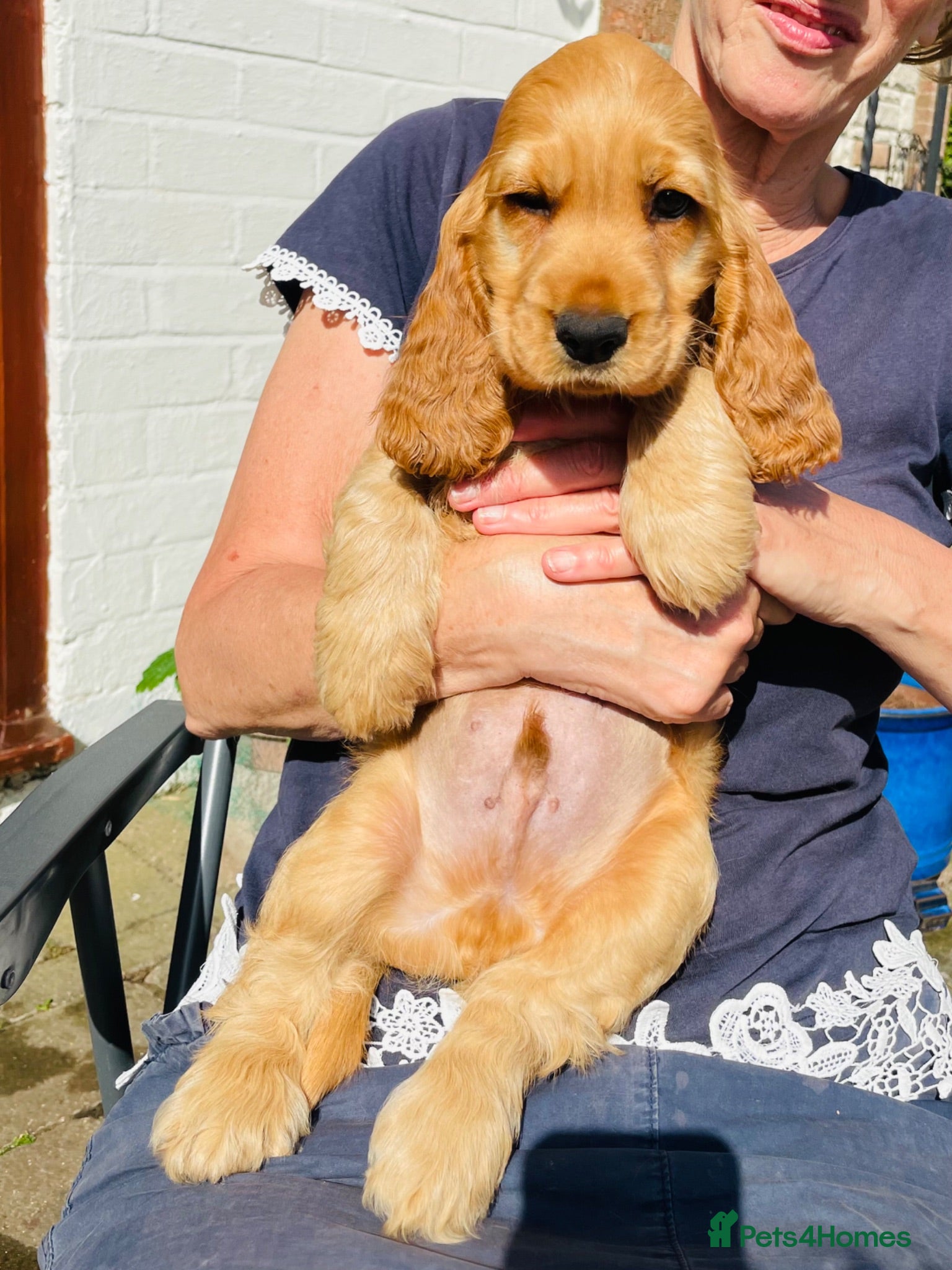Cocker Spaniel dogs Top Quality Show cocker pups - Advert 1