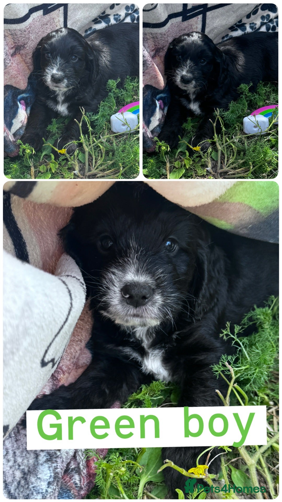 Cockapoo dogs Cockapoo puppies ready to go now  - Advert 11